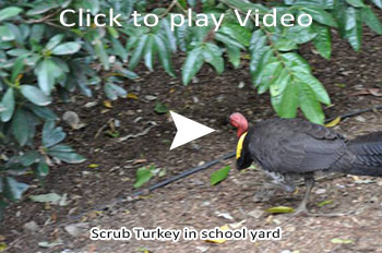 Turkey in school yard video
